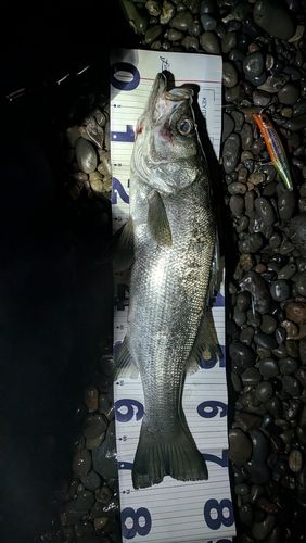 ヒラスズキの釣果
