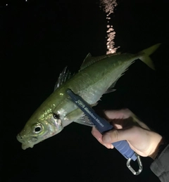 マアジの釣果