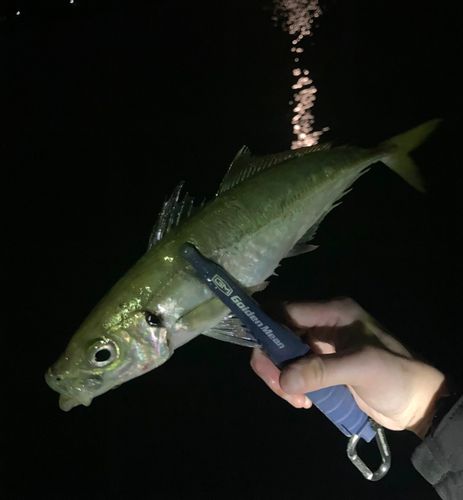 マアジの釣果