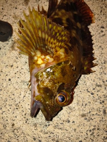 カサゴの釣果