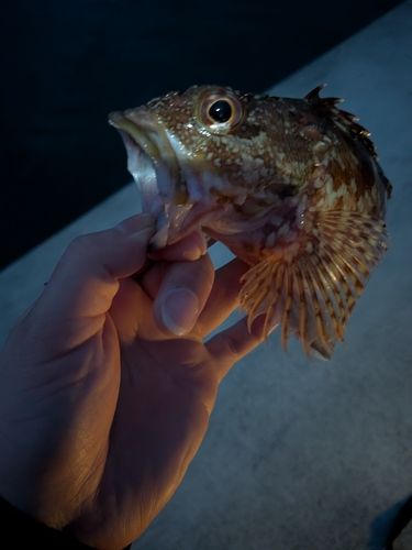 アラカブの釣果
