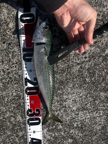 サバの釣果
