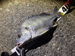 キビレの釣果