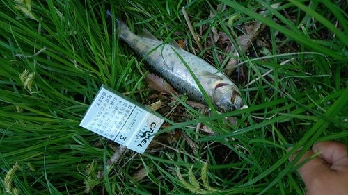 ヤマメの釣果