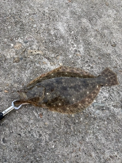 ヒラメの釣果
