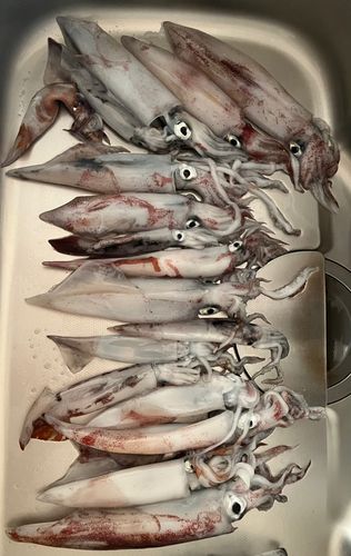 イカの釣果