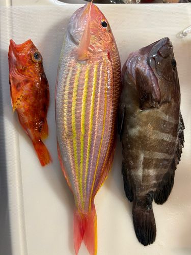 マハタの釣果