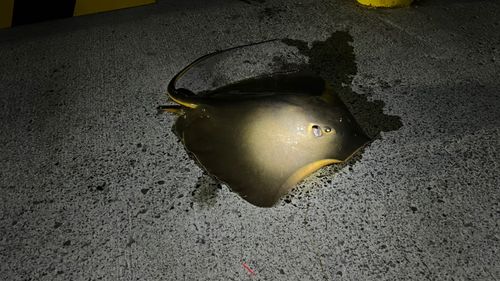 アカエイの釣果