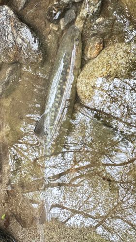 ニッコウイワナの釣果