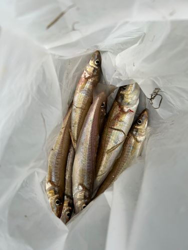 シロギスの釣果