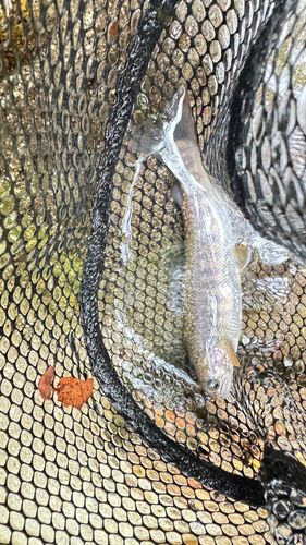 ニッコウイワナの釣果