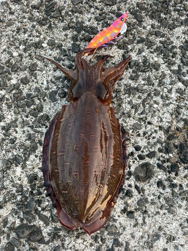 モンゴウイカの釣果