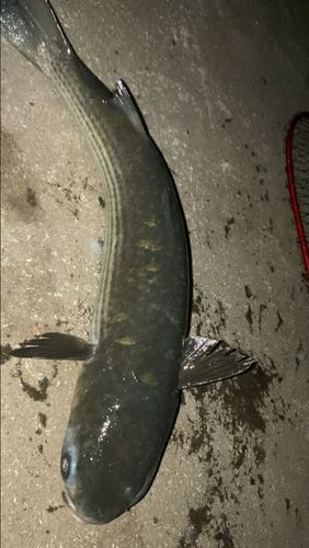 ボラの釣果