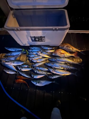 サゴシの釣果