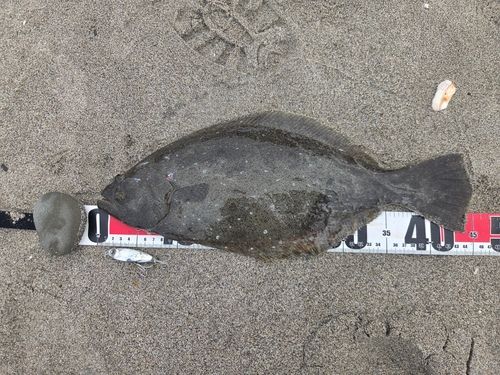 ヒラメの釣果