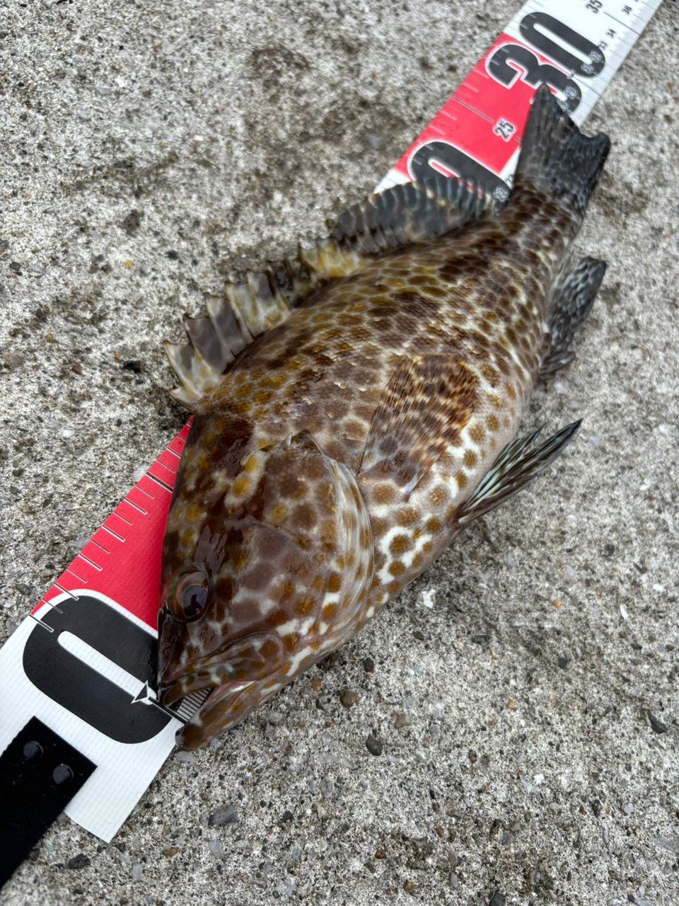 AbuGarcia クロスフィールド XRFS-902MLの最安値・インプレ・釣果
