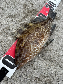 オオモンハタの釣果