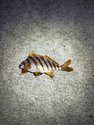 タカノハダイの釣果