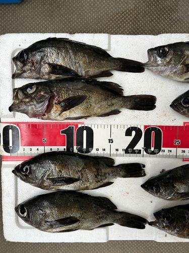 メバルの釣果