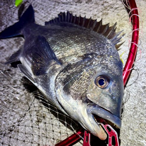 チヌの釣果