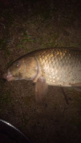 コイの釣果