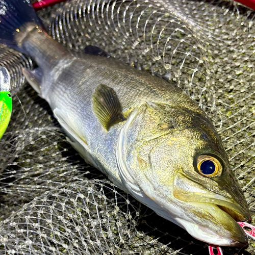 フッコ（マルスズキ）の釣果
