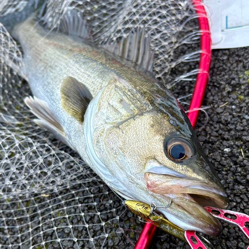 フッコ（マルスズキ）の釣果