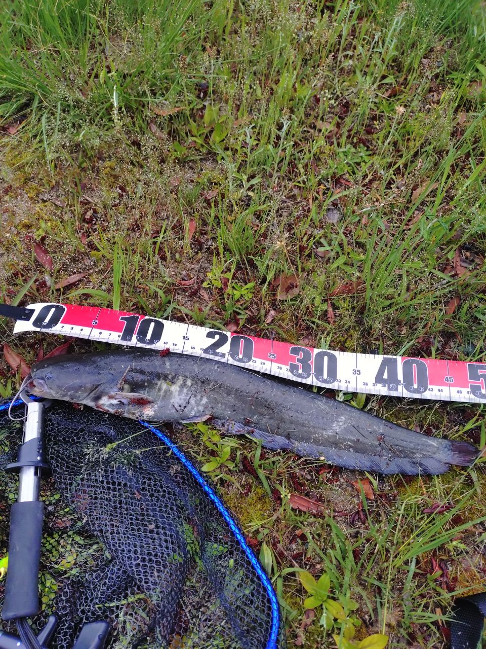 ナマズの釣果写真