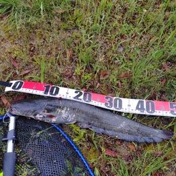 ナマズの釣果写真