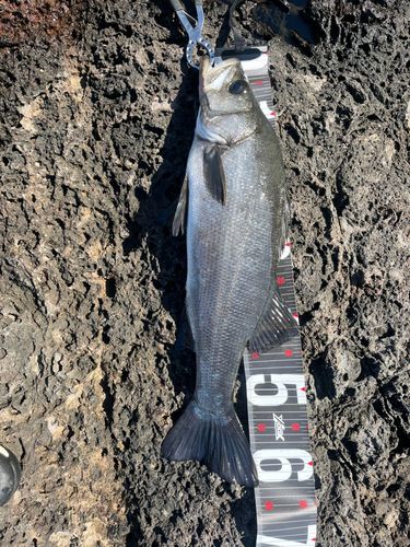 ヒラスズキの釣果