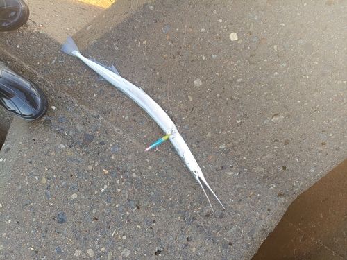 ダツの釣果