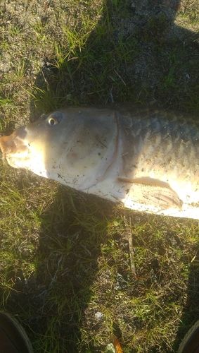 コイの釣果