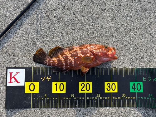 アコウの釣果