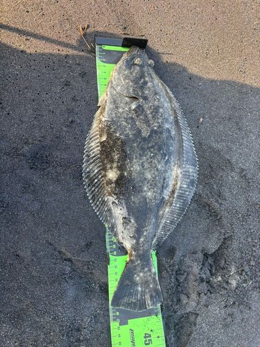 ヒラメの釣果