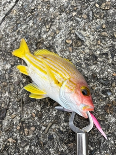 ニセクロホシフエダイの釣果