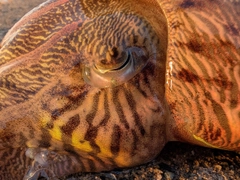 モンゴウイカの釣果