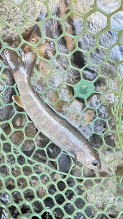 ヤマトイワナの釣果