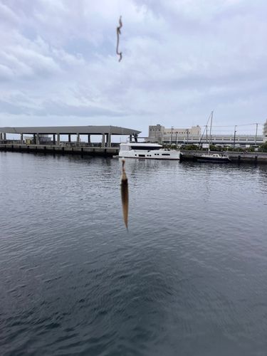 マサバの釣果
