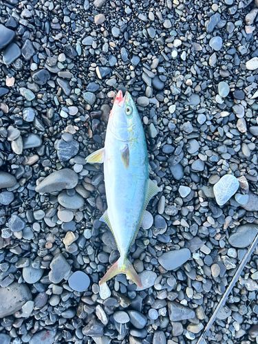 ワカシの釣果