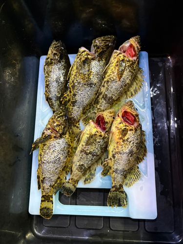 タケノコメバルの釣果