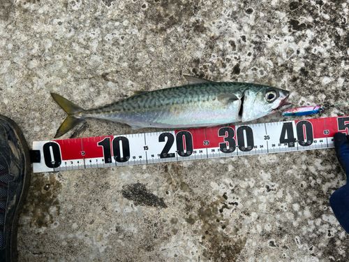 マサバの釣果