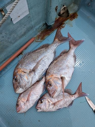 マダイの釣果