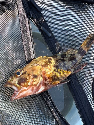 カサゴの釣果