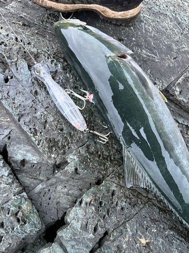 ハマチの釣果