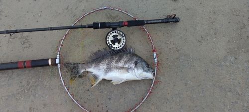 キビレの釣果