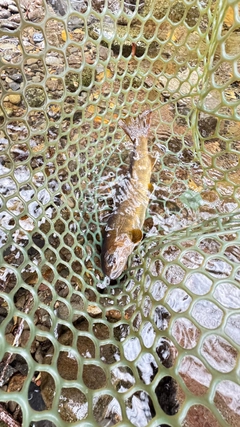 ヤマトイワナの釣果