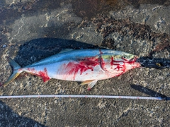 ブリの釣果