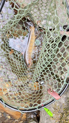 ヤマトイワナの釣果