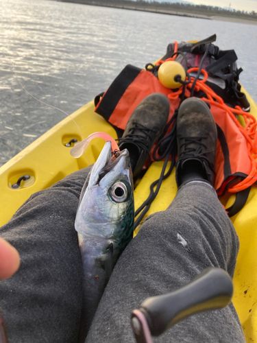 サバの釣果