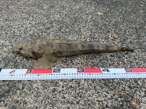 マゴチの釣果